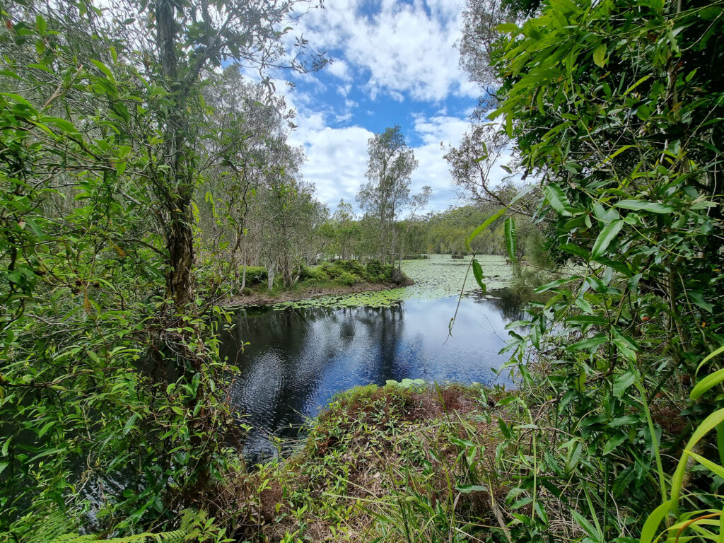 A view of the wetlands from the walking track