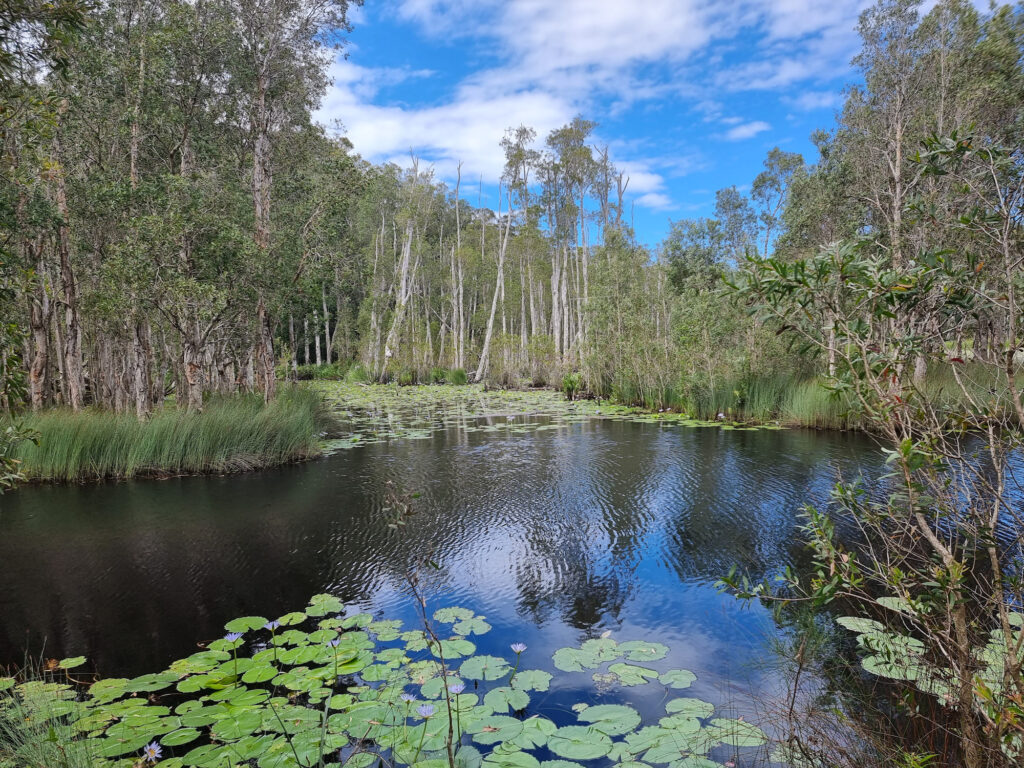 Sedges, melaleuca trees and lilies Urunga Wetlands Boardwalk