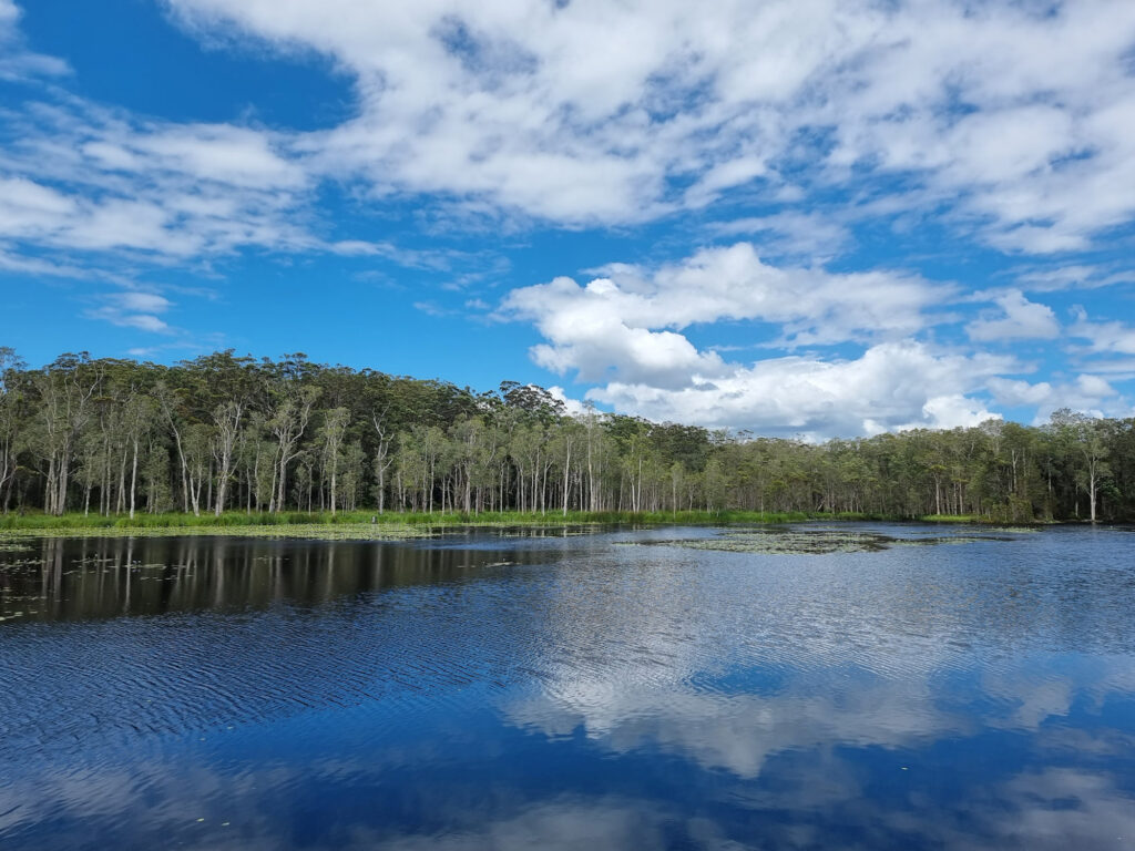 View of the melaleuca forest across the wetlands