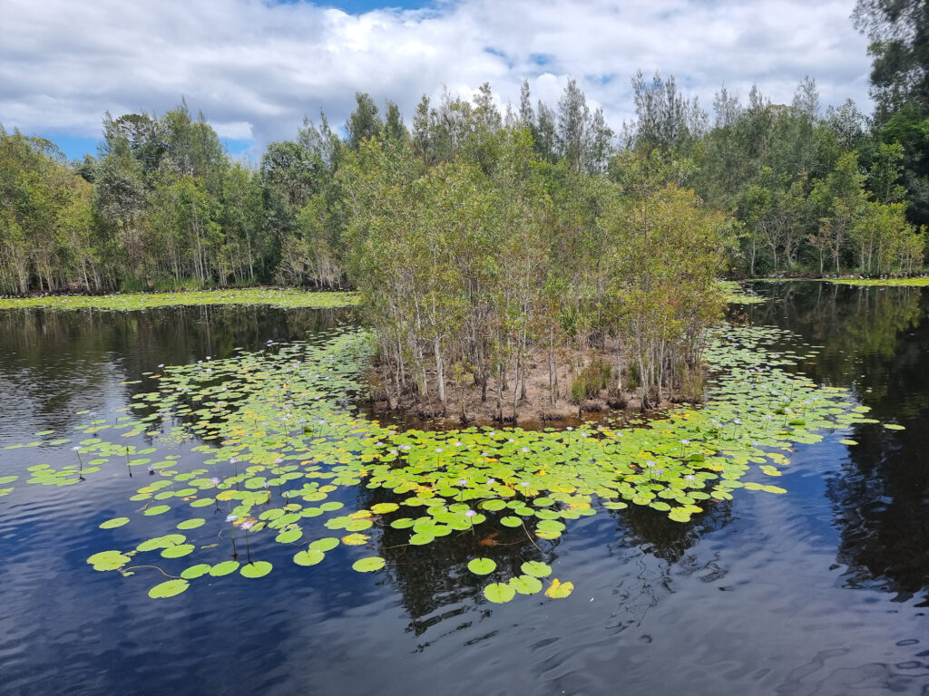 Small island Urunga Wetlands Boardwalk