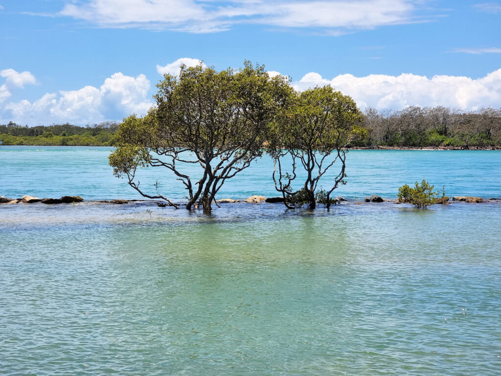 Mangrove Trees in the lagoon