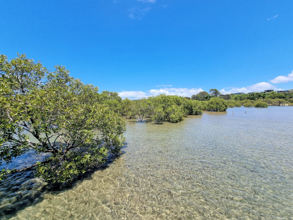 Edge of the mangrove forest