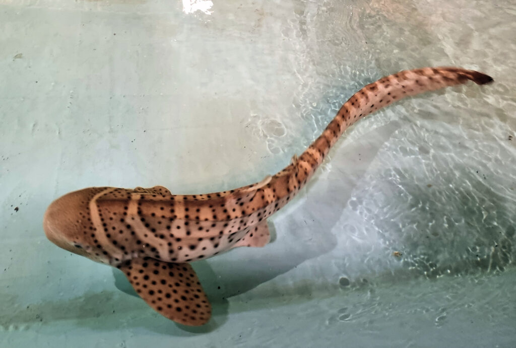 Leopard Shark