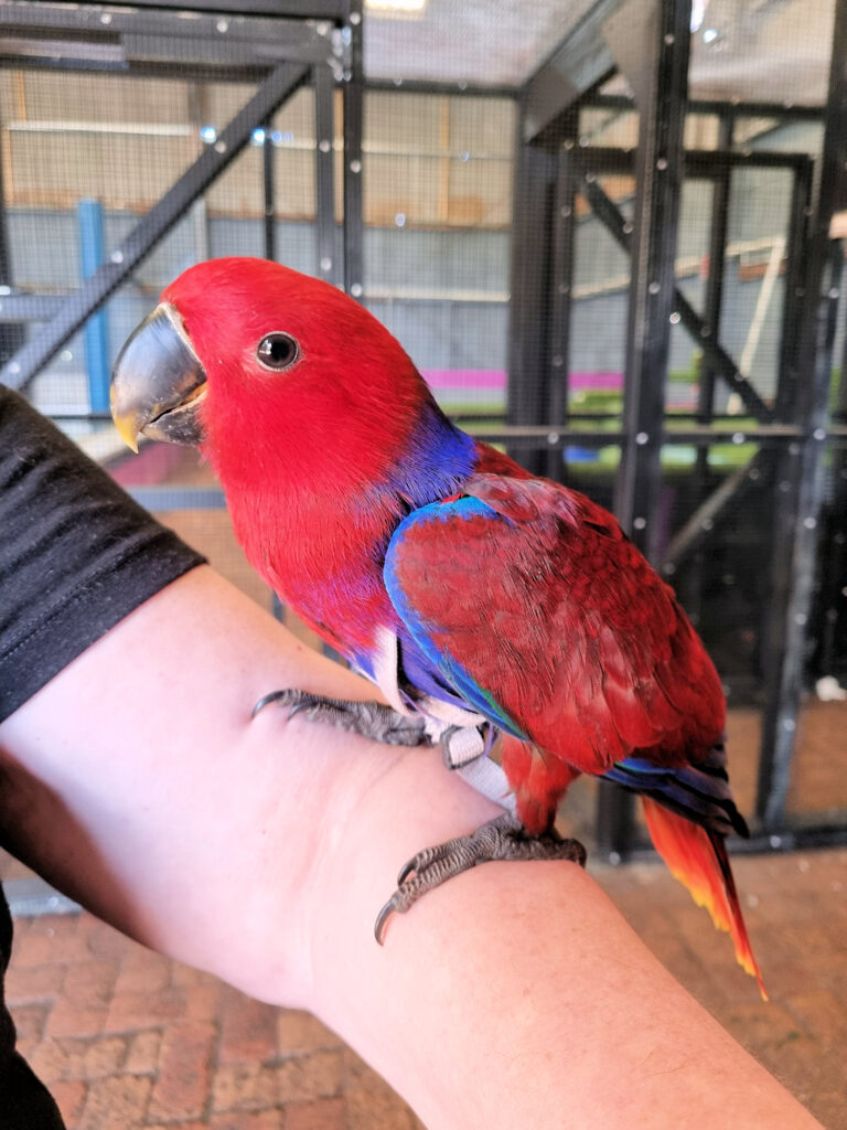 Eclectus parrot Shark and Ray Rescue Centre Port Stephens