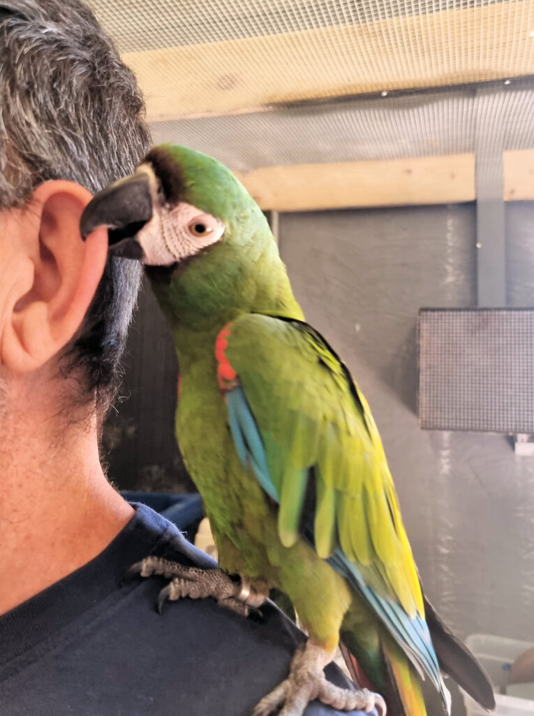 Chestnut Fronted Macaw