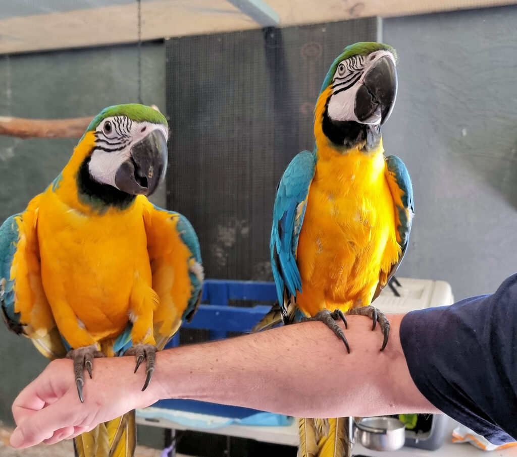 Gold Macaw