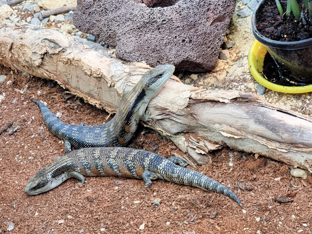 Blue Tongue Lizards