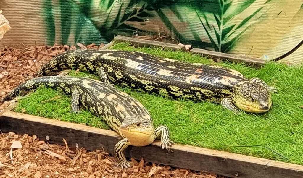 Blue Tongue Lizards