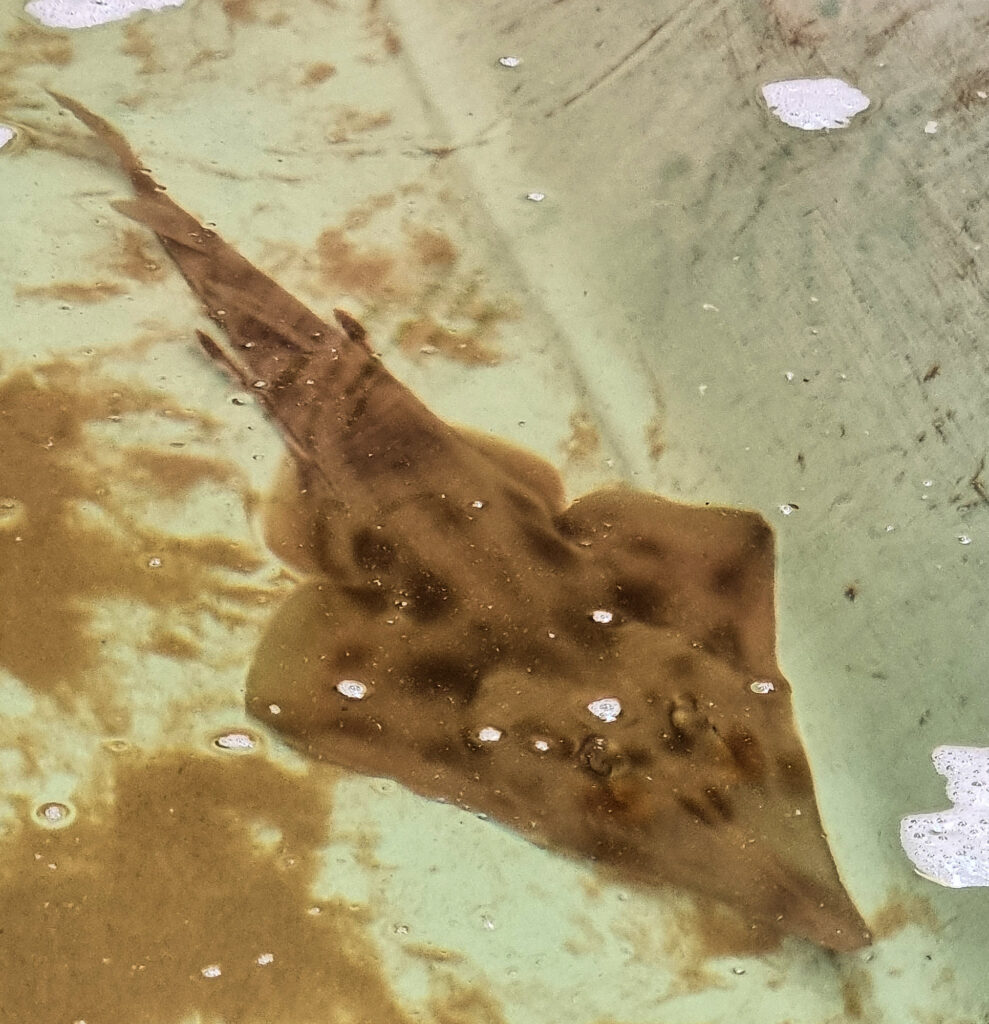 Shovelnose Ray