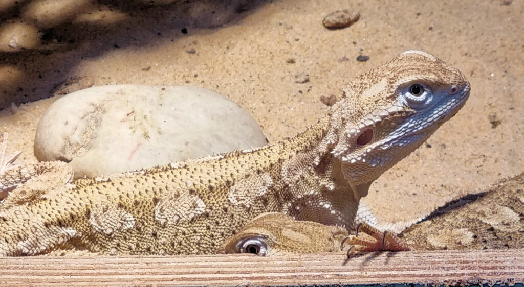 Pygmy Bearded Dragon