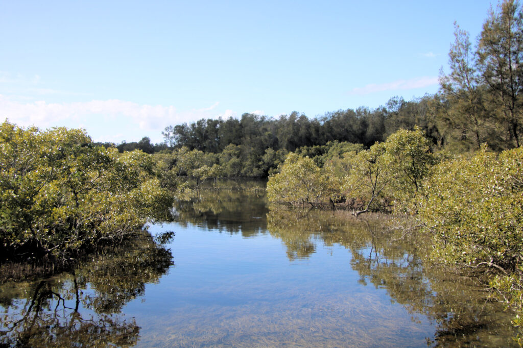 Mangroves near the Swansea Boardwalk