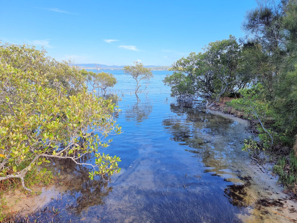 Mangroves and Lake Macquarie from the Swansea Boardwalk