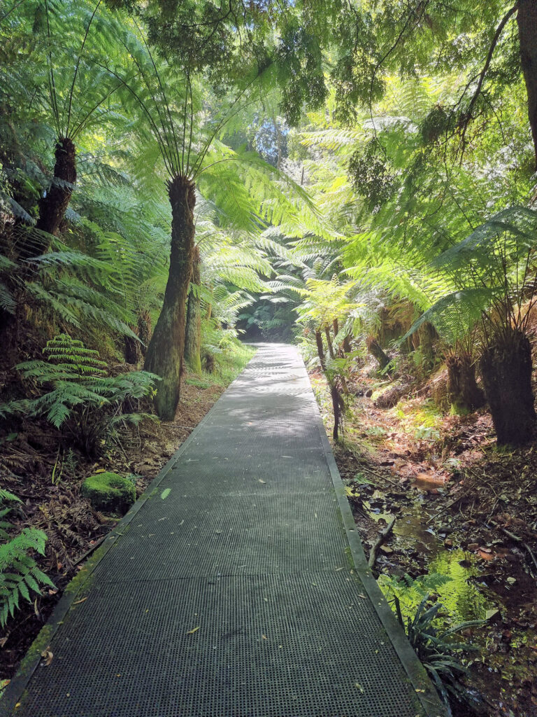 Rainforest Gully