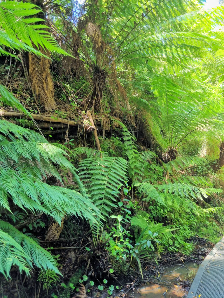 Ferns in the Rainforest Gully Australian National Botanic Gardens