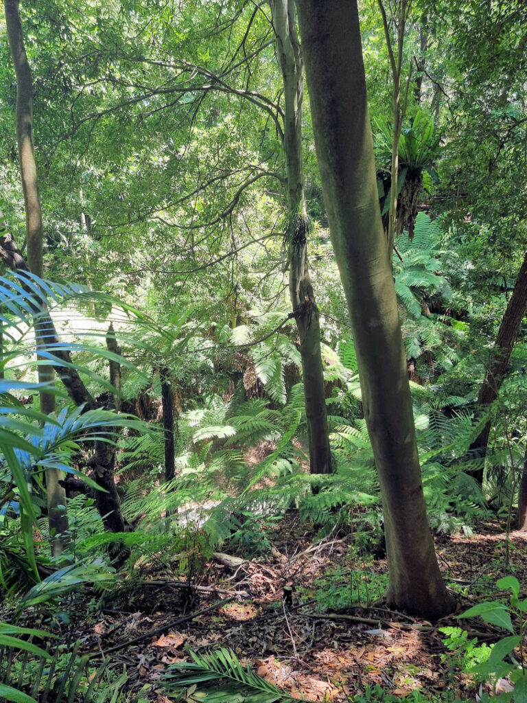 Rainforest Gully Australian National Botanic Gardens