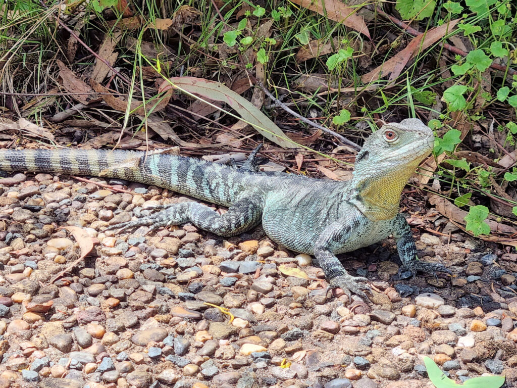 Water dragon Australian National Botanic Gardens