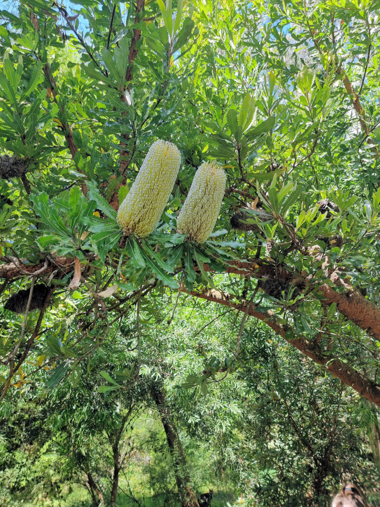 Banksia in flower