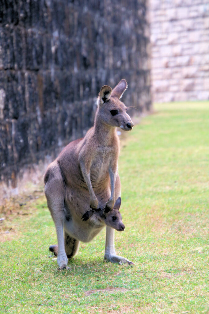 Kangaroo with a joey in her pouch