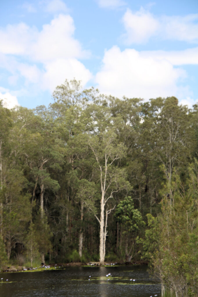 Melaleuca tree on the edge of the Urunga Wetlands Boardwalk