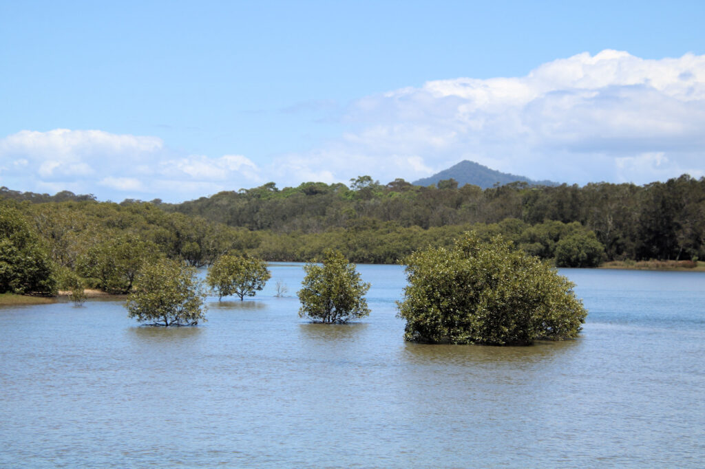 View toward the mangrove swamp