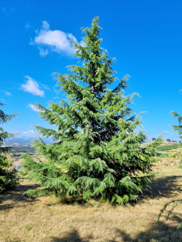 Himalayan Cedar Sapling