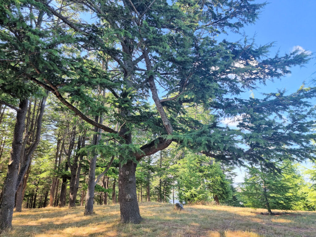 Himalayan cedar forest