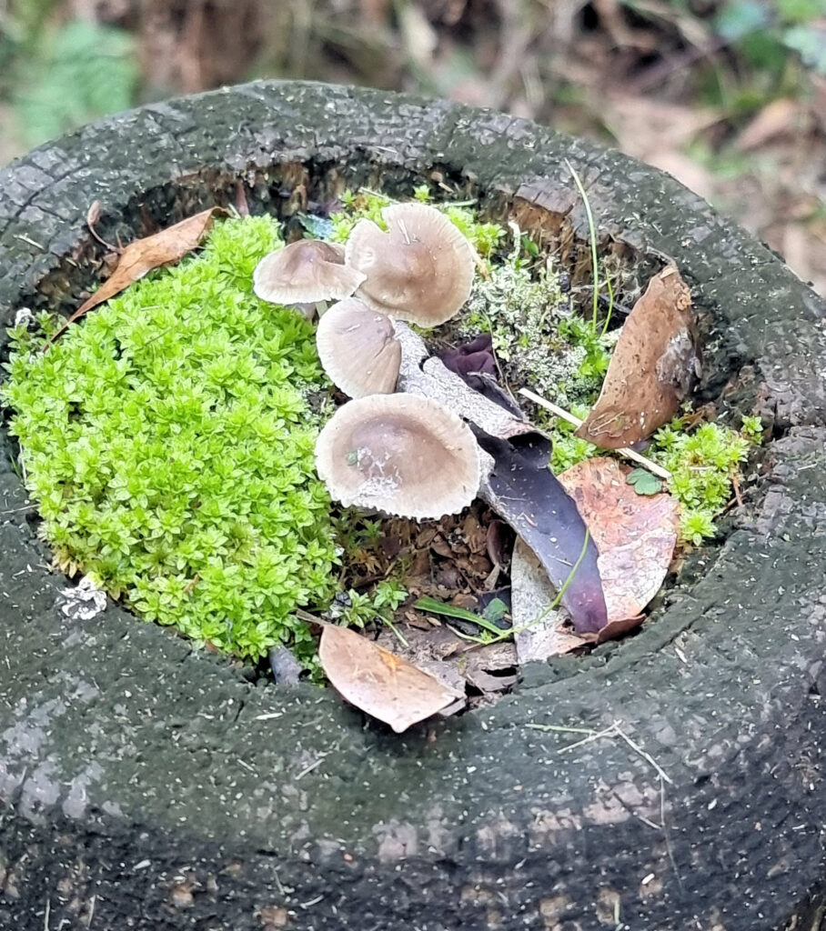 Toadstools and moss growing in an old tree stump