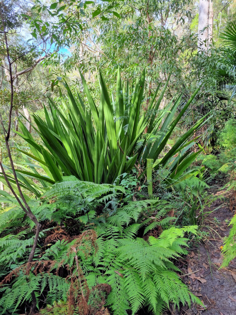 Gymea Lily