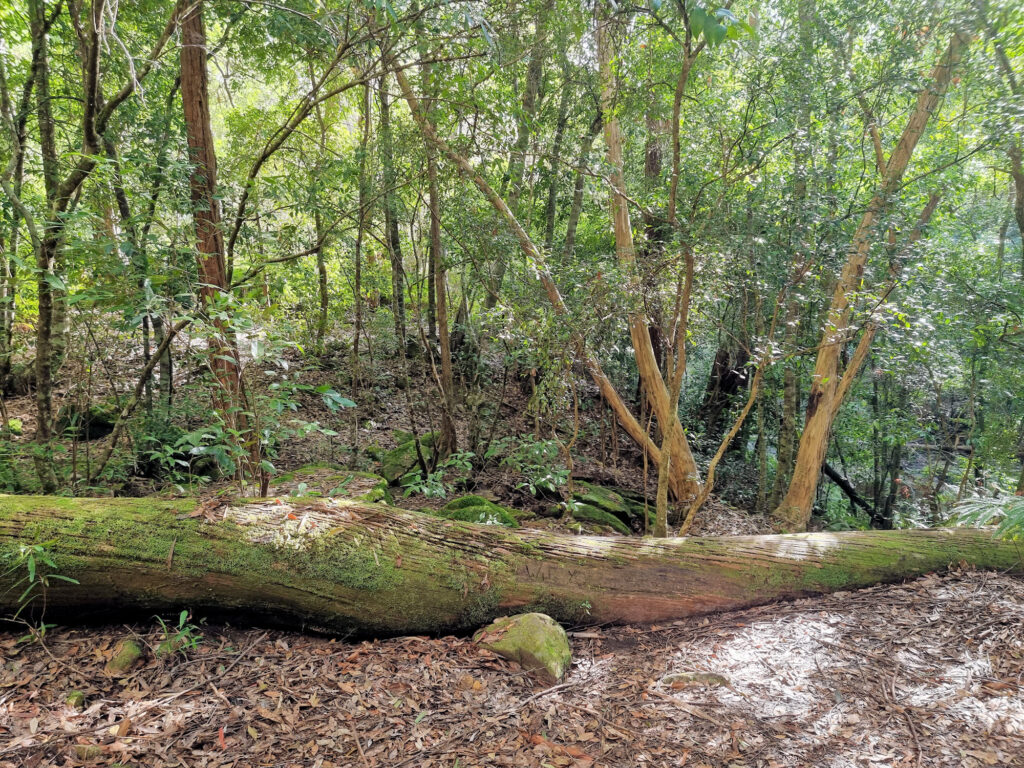 A fallen tree on the walk Palona Cave Walk