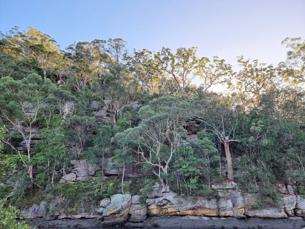 Trees growing in the sandstone on the river bank