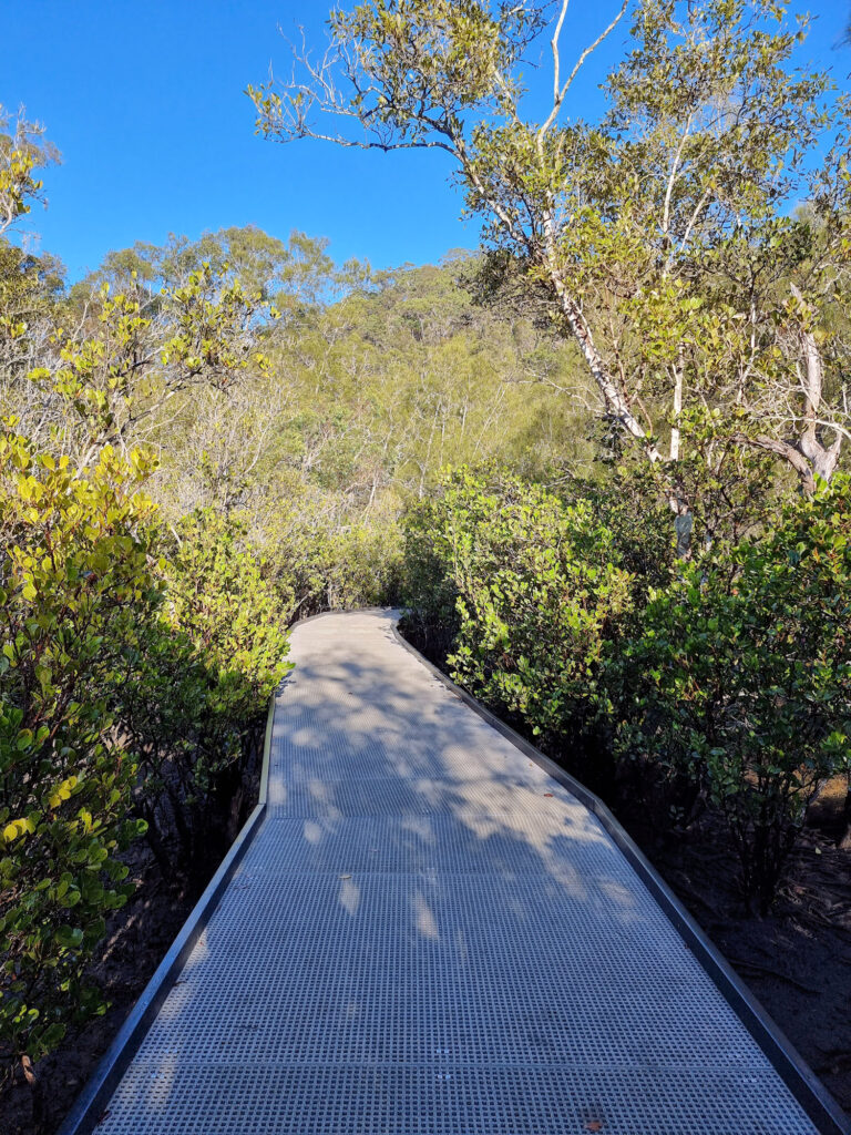 The boardwalk through the mangroves