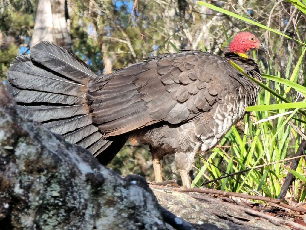 Brush Turkey Bobbin Head Mangrove Boardwalk