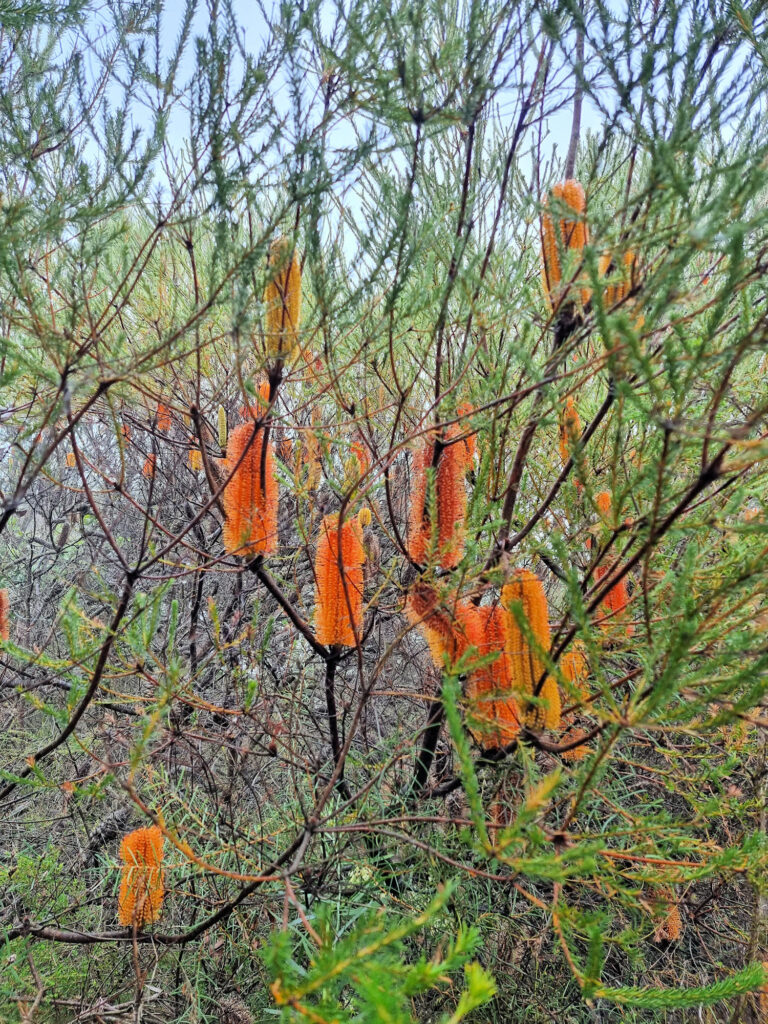 Banksia in flower