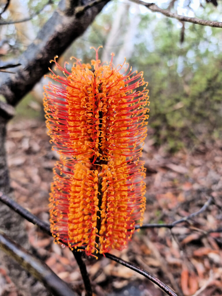 Banksia in flower Elephant Rock