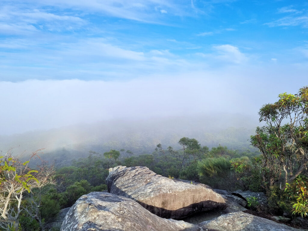 Mist rolling over the forest