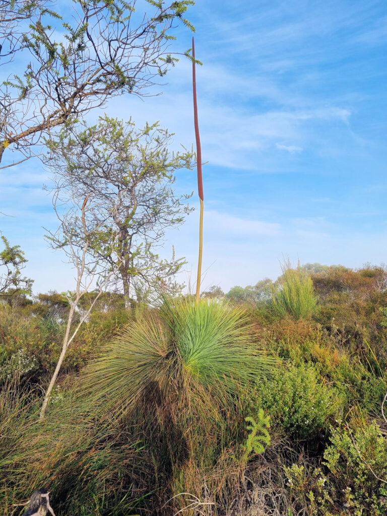 Grass tree on Elephant Rock