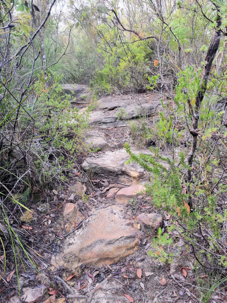 The narrow bush track