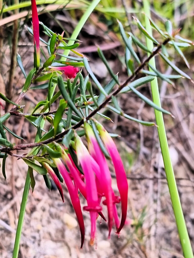 Red Five-Corners (Styphelia tubiflora)