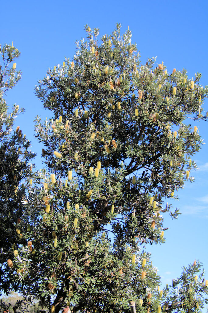 Banksia in Flower Manly to North Head Walk