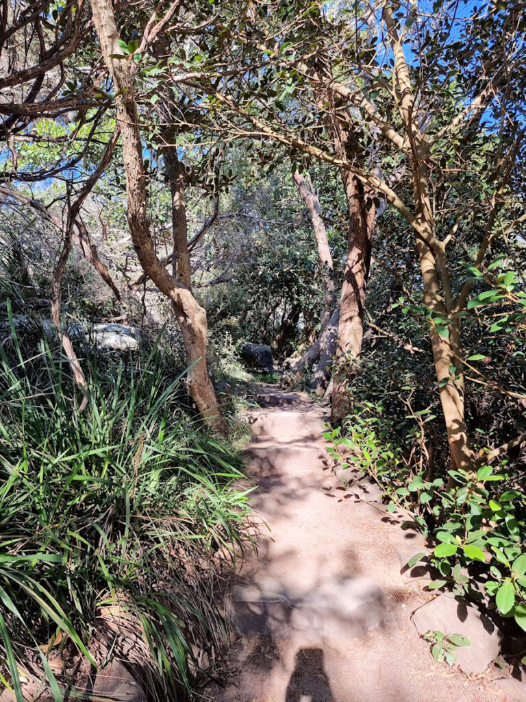 The track south of Shelly Beach Manly to North Head Walk