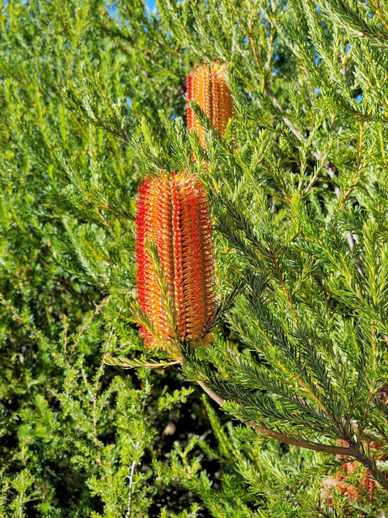 Banksia in flower