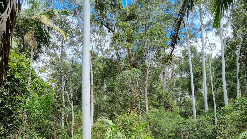 Surrounding re-growth forest