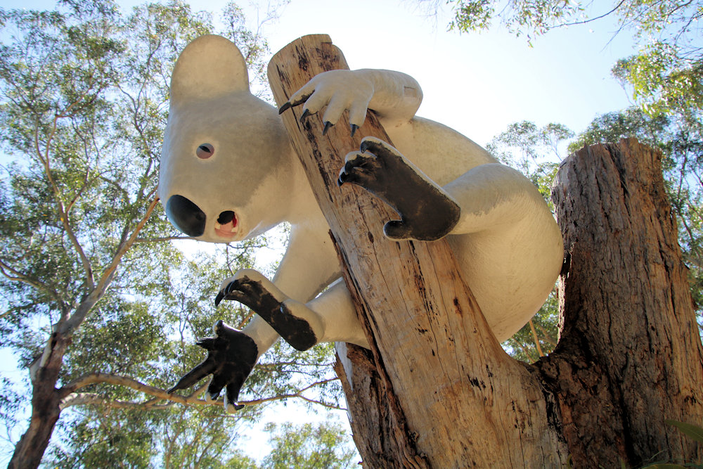 A Koala Statue Port Stephens Koala Sanctuary