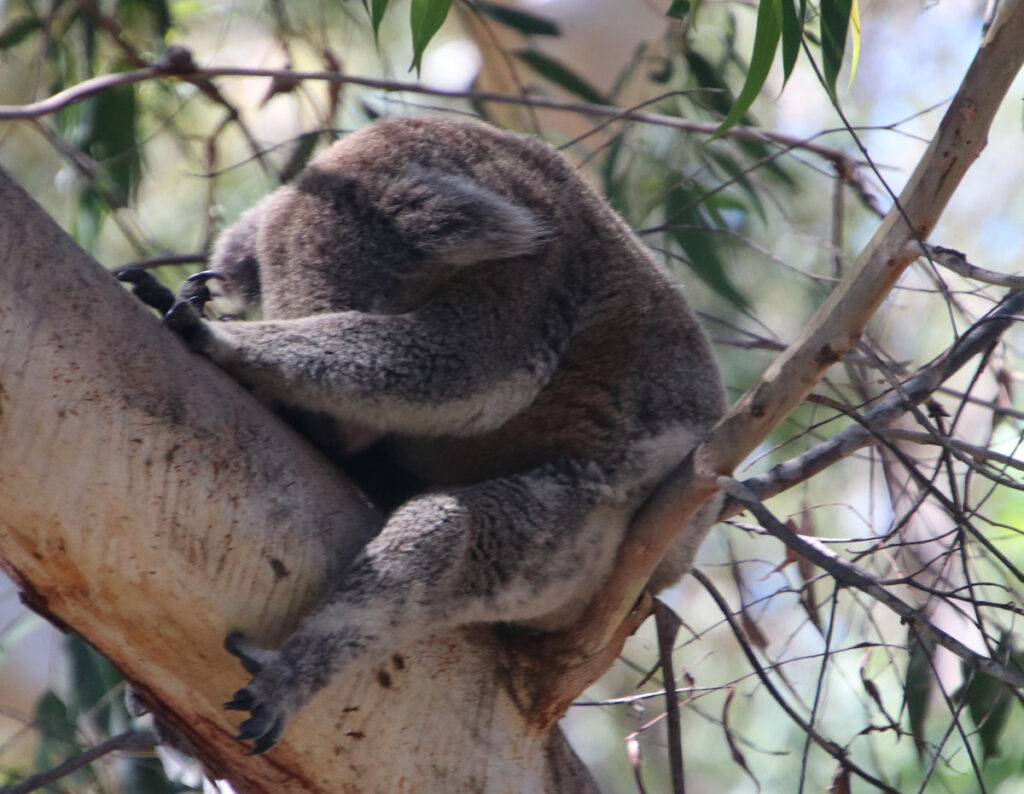 A Koala