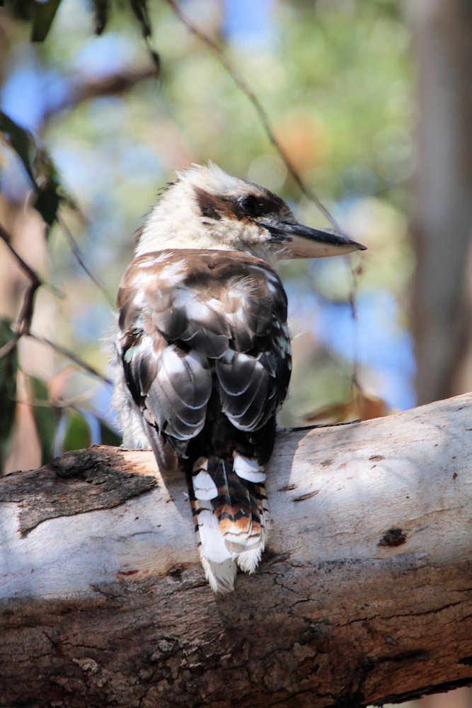 A Kookaburra