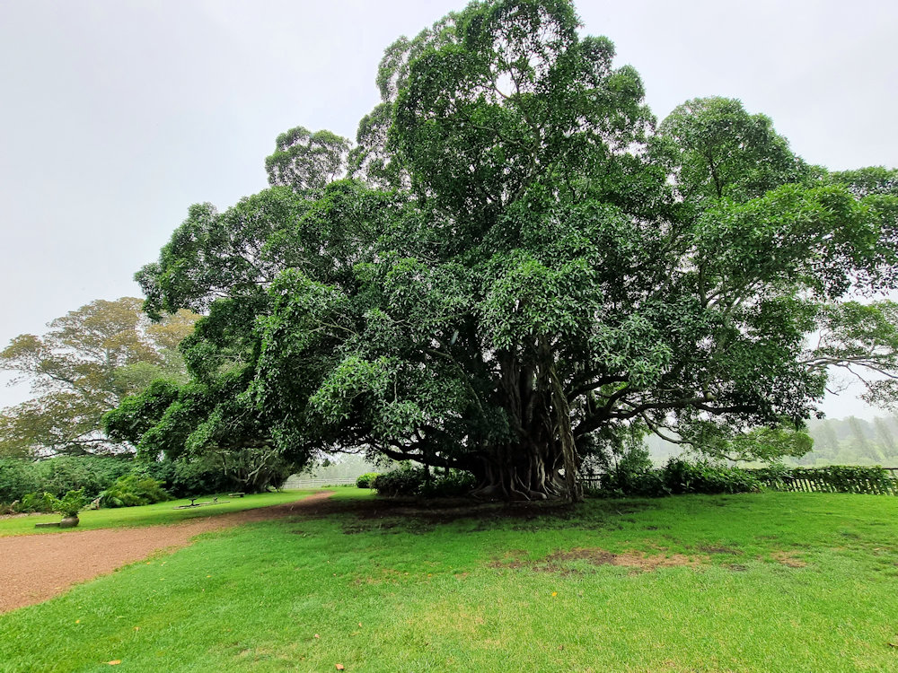 Fig tree in the homestead garden