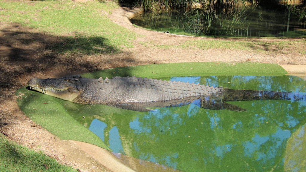 Saltwater crocodile