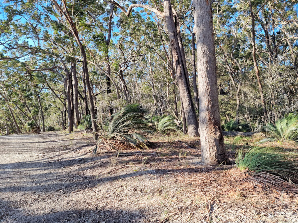 Littoral eucalypt forest