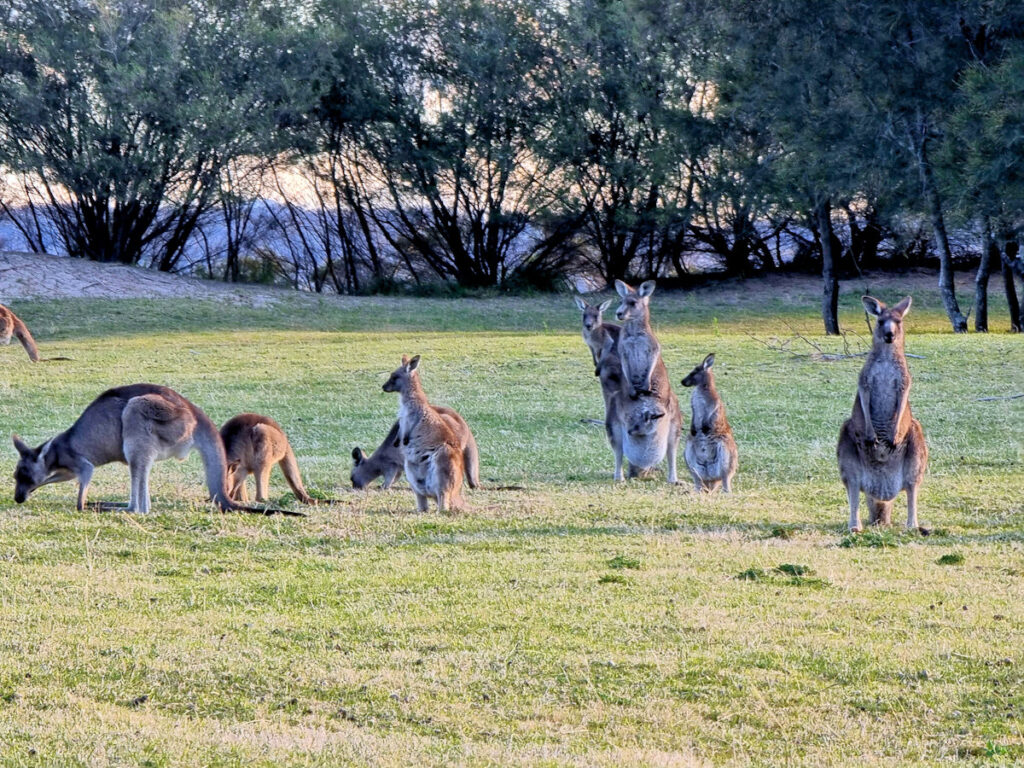 Kangaroos at sunset near Maloneys Beach