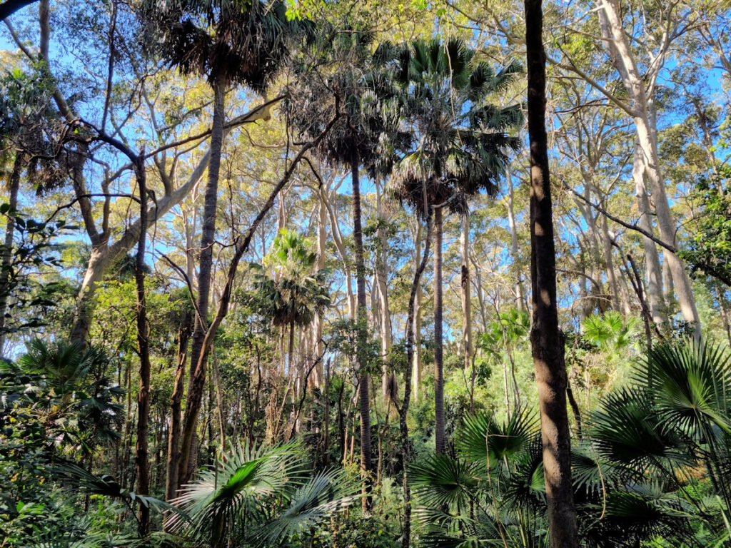 Littoral rainforest